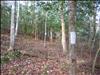 Blazed Trail on Tract