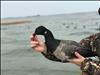 Duck Hunting on Guinea Ma
