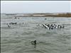 Duck Hunting on Guinea Ma